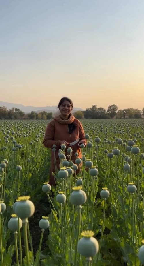 Mengenal Papaver somniferum, Tanaman Opium yang Kaya Manfaat Sekaligus Kontroversial